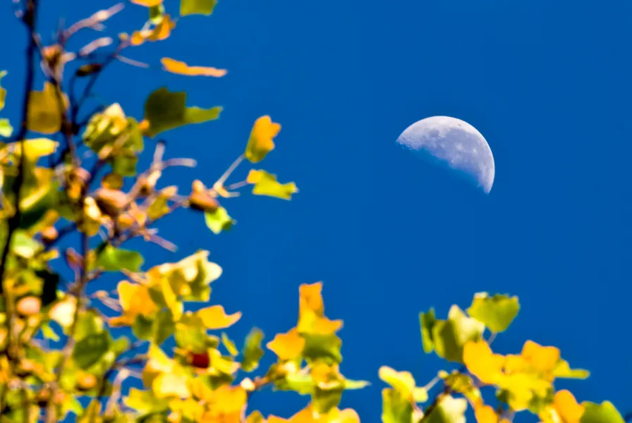 Autumn Moon