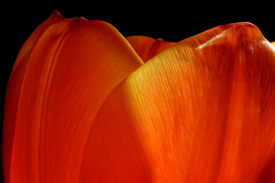 Tulip