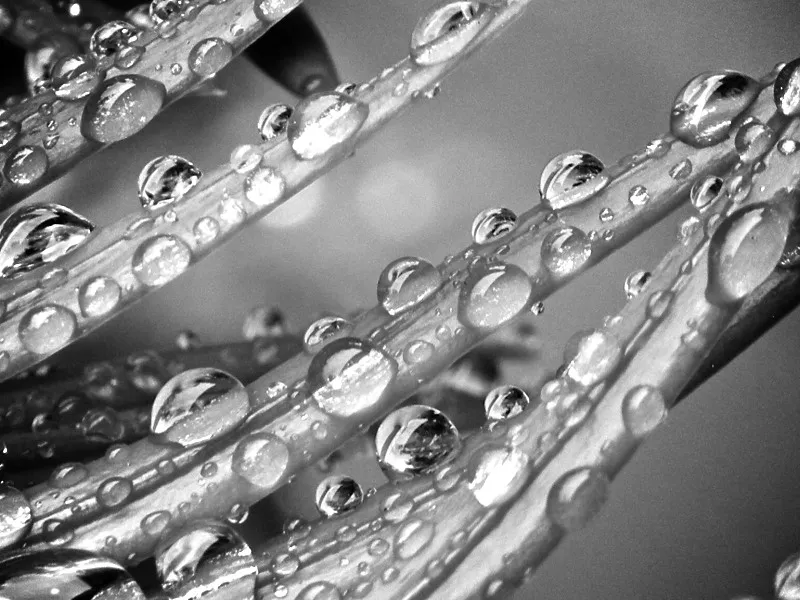 Black and White Droplets