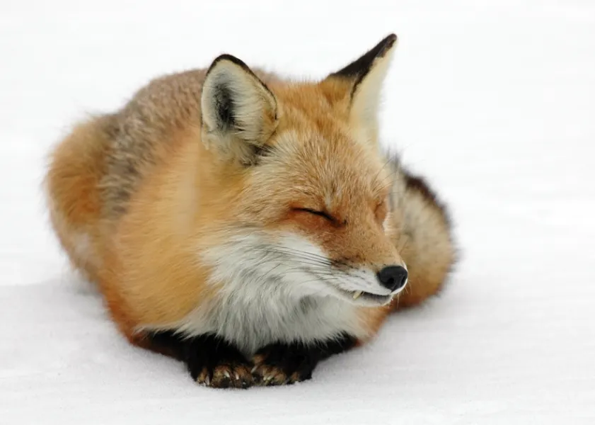 Winter Fox