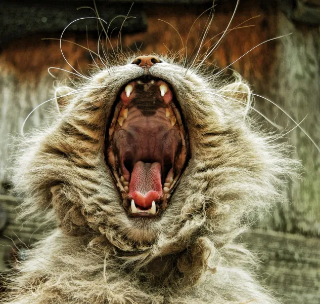 &quot;Now, Open Wide&quot;