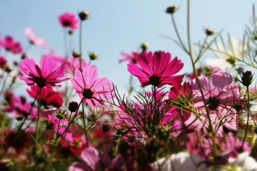 Blossom Cosmos Field