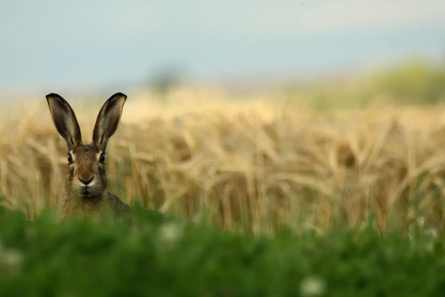 The Hare