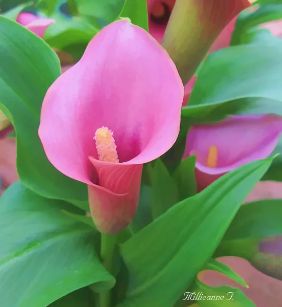 Calla Lily