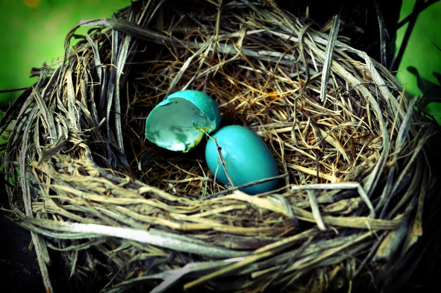 Robin's Eggs