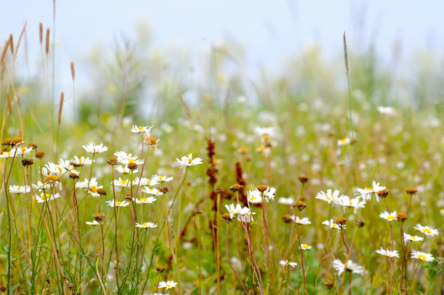 Daisy Field