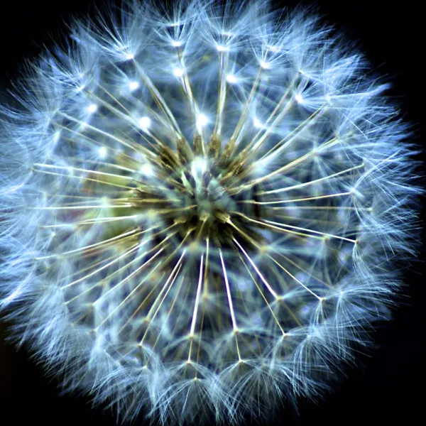 Mystical Dandelion