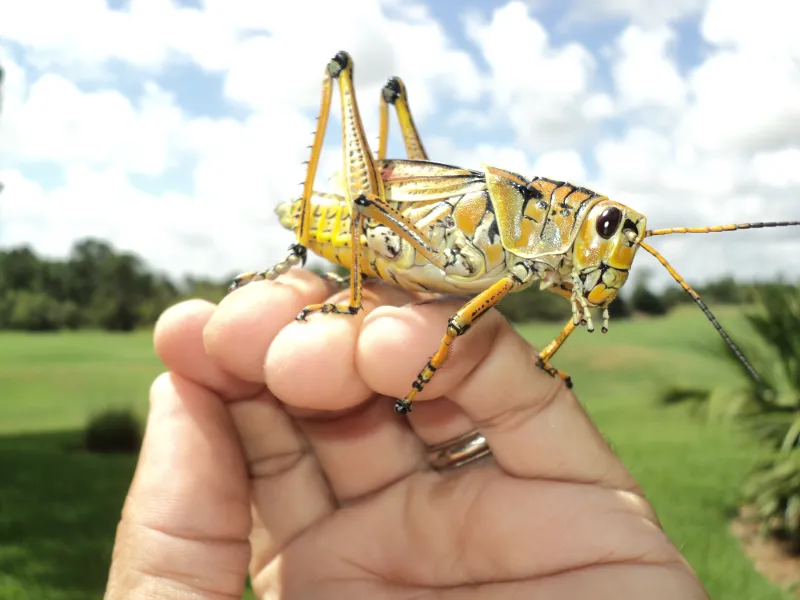 Friendly Locust