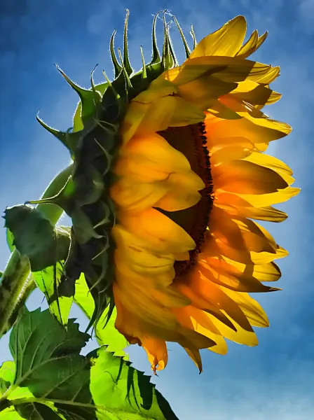 ~ Sunflower from Home ~