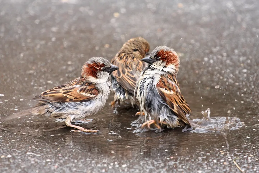 Back off, this is my turf