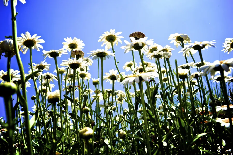 Looking Up at Daisies