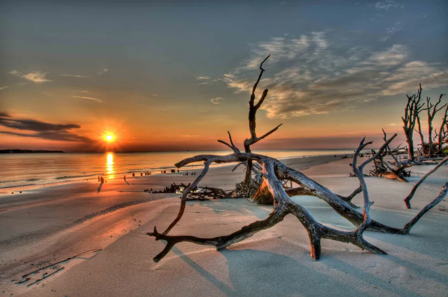 Driftwood Beach