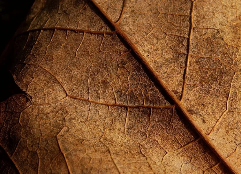 Dry leaf