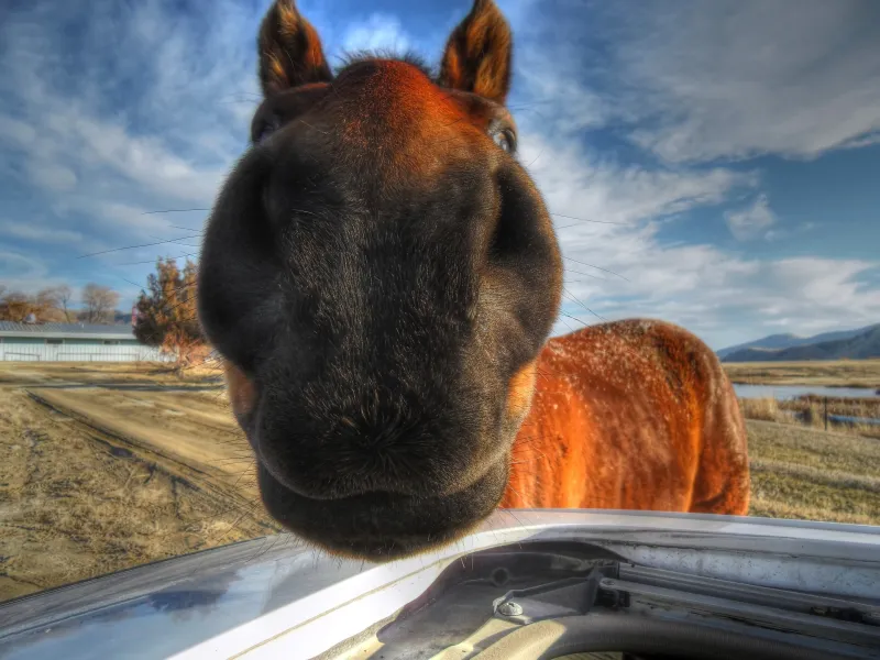 Horses are people too