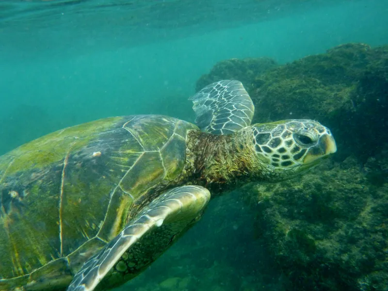 Green Sea Turtle, Maui.