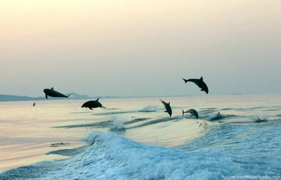 Dolphins waltz