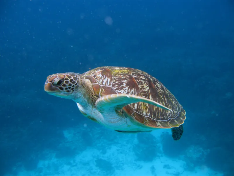 Sea Turtle