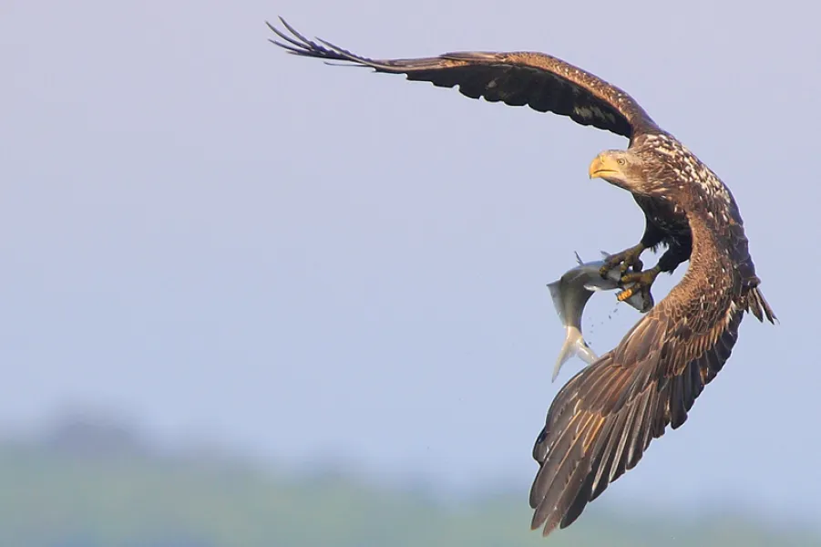 Young Eagle's Catch