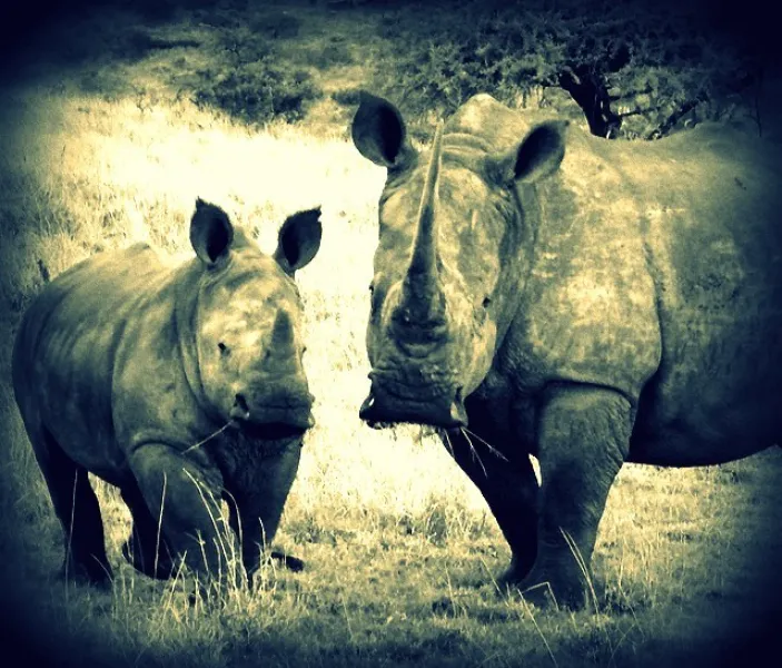 rhinos