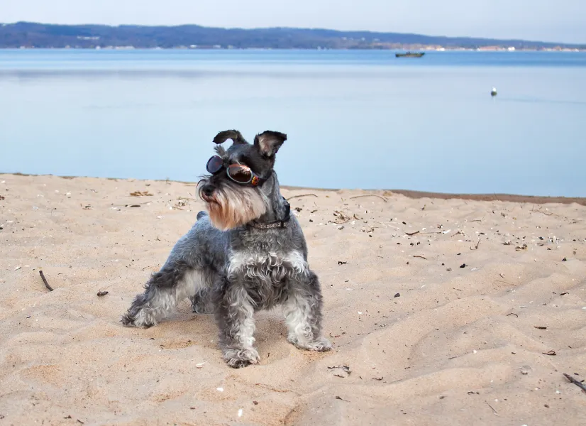 Beach doggles