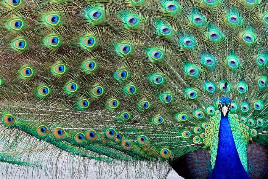 Peacock Extensions