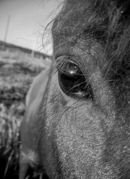 The Horse's Eye