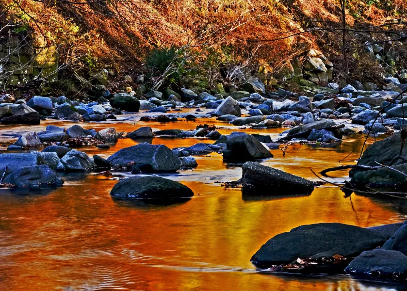 Fall color reflections