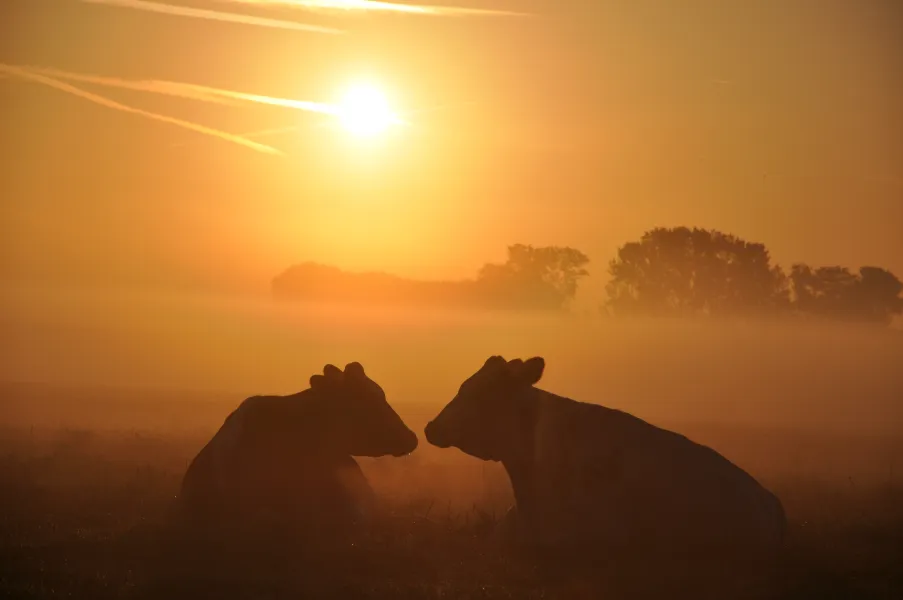 Cows in the fog