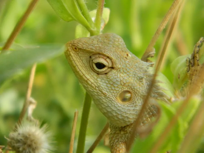 The Metamorphic Lizard