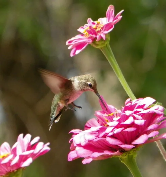 Hummingbird at home, Cast