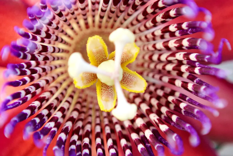 Nature's beautiful colors