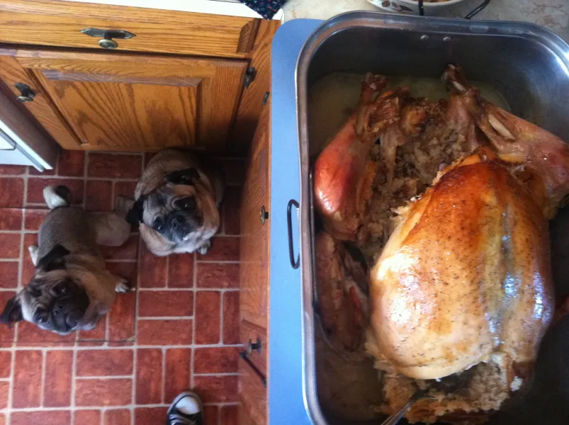 Please drop the turkey!
