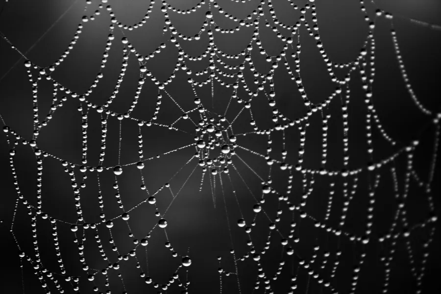 Fog gathered on web