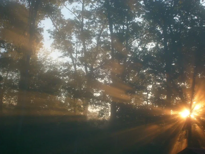 Sunlight in the Morning