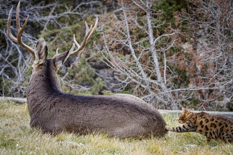 Deer and Cat