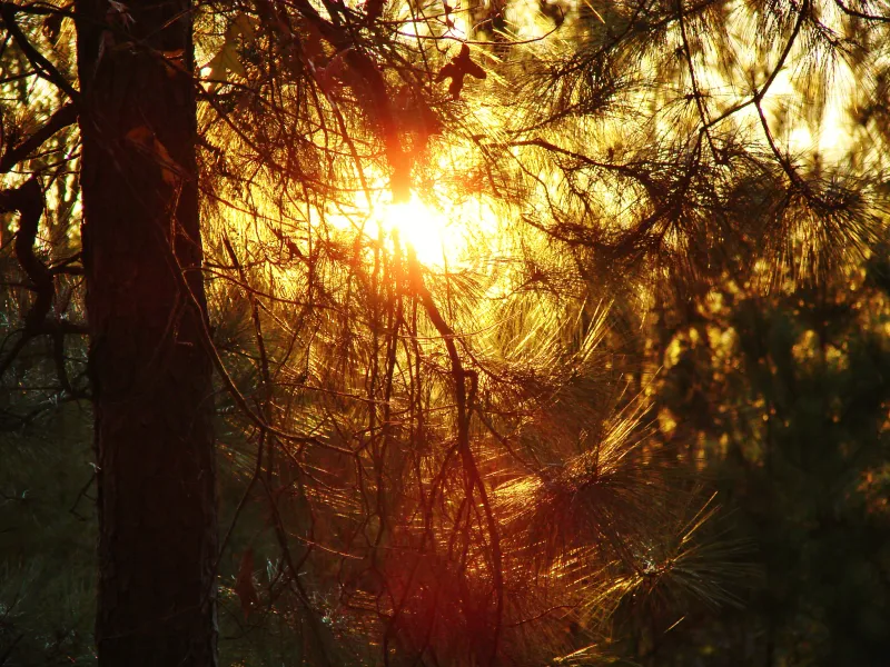 Sun through the pines