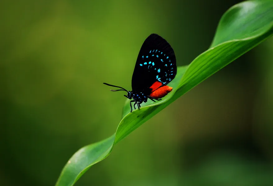 Atala Butterfly