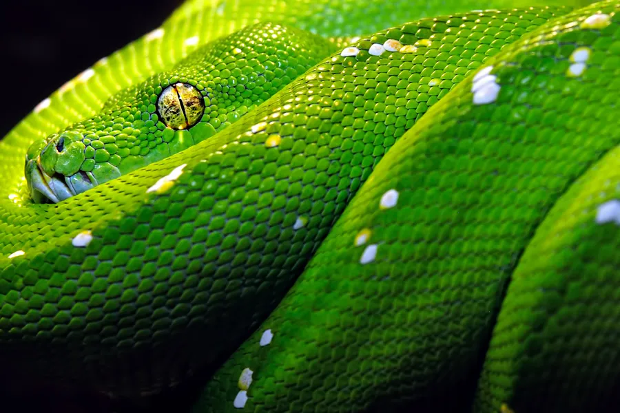 Green Tree Python