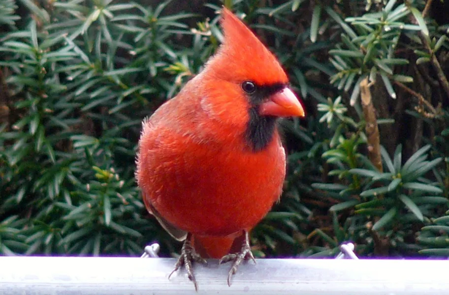 Male Cardinal in Winter