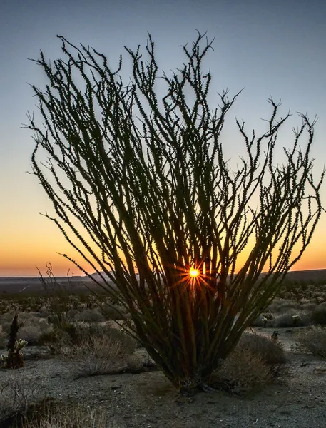 Desert Sunrise