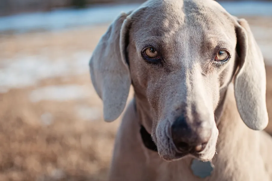 Weimaraner