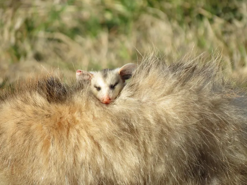 Baby Opossum