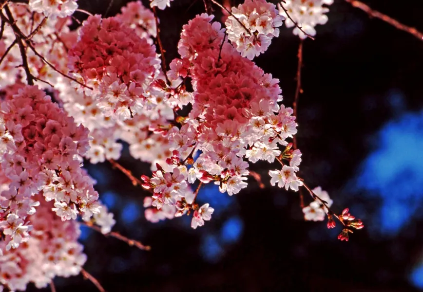 Cherry blossoms