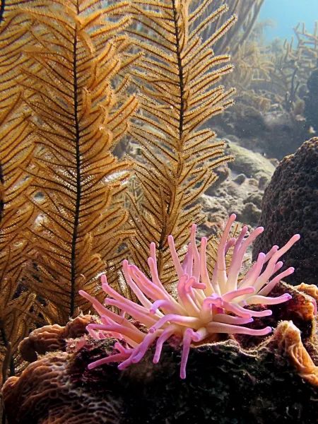 Sea Plume &amp; Pink Anemone