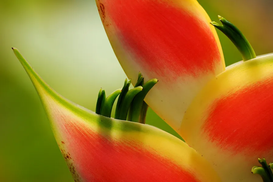 Lobster Claw Flower