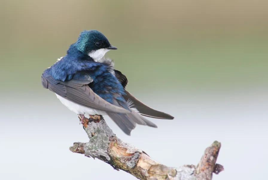 Tree Swallow