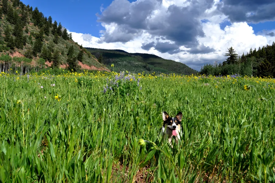 Summer in the Rockies