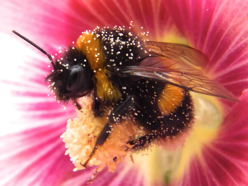 Pollen covered bee