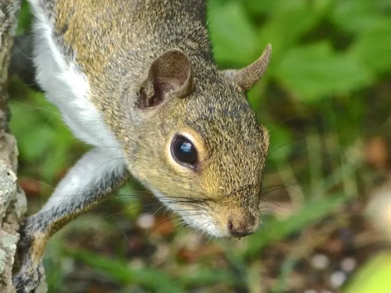 OK, who said &quot;Squirrelly&quot;