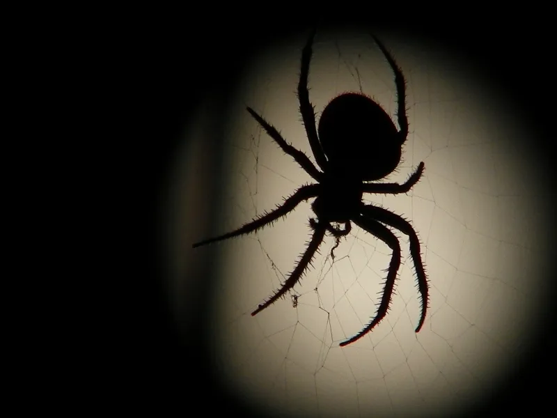 Along came a spider...